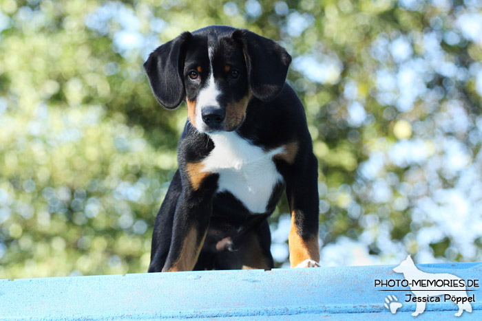 Swissy Dog auf der Agility A-Wand