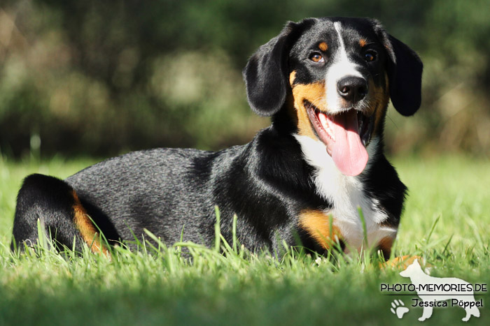 Swissy Dog im Liegen