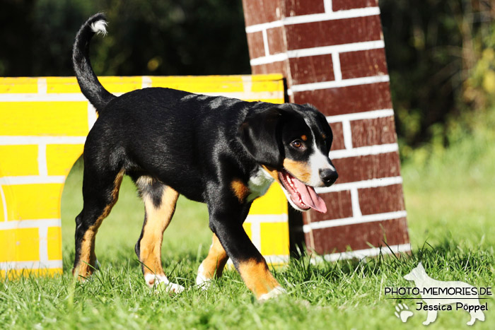 Swissy Dog nach dem Sprung über ein Hindernis