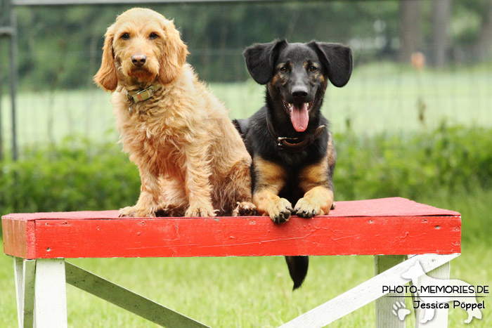 Basset Fauve de Bretagne und Schäferhund-Mix auf dem Agility-Tisch