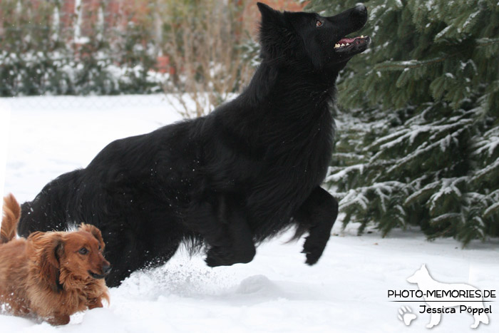 Langhaardackel und Altdeutscher Schäferhund im Schnee