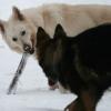 Altdeutscher und Weißer Schweizer Schäferhund im Schnee
