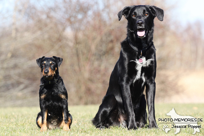 Deutsche Jagdterrierhündin und Labrador-Mischlingsrüde