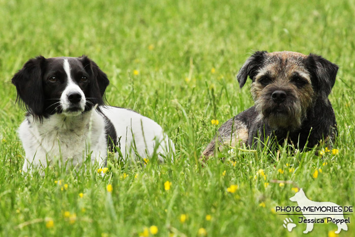 Liegendes Hunde-Duo