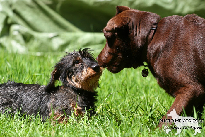 Dackel und Labrador begrüßen sich in der Hundeschule