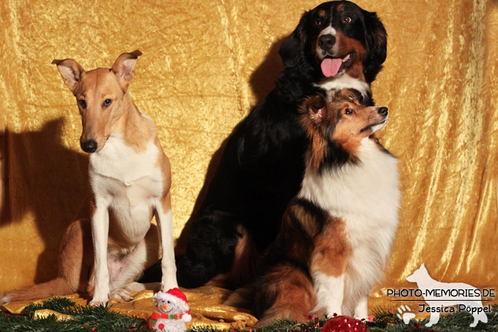 Kurzhaarcollie, Sheltie und Berner Sennenhund im Studio