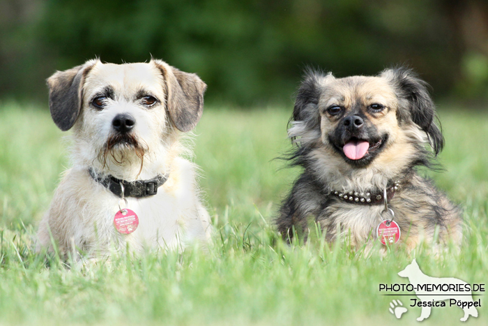 Hunde-Duo im Liegen