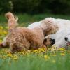 Golden Doodle und Weißer Schweizer Schäferhund beim Spielen