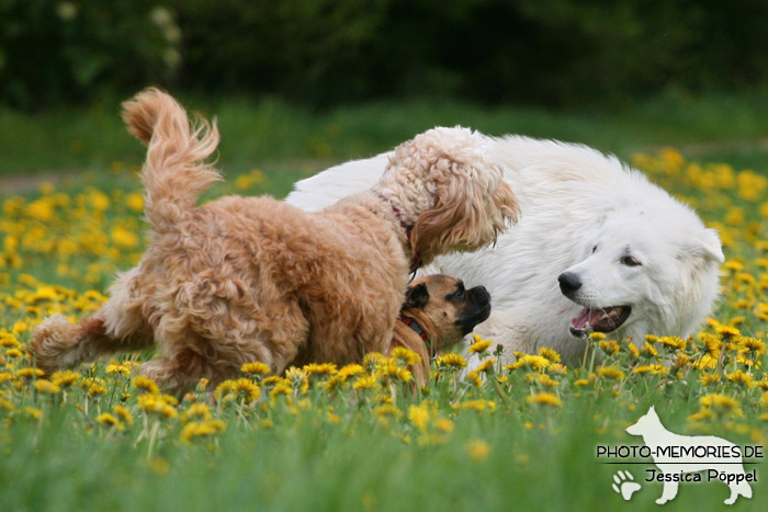 Golden Doodle und Weißer Schweizer Schäferhund beim Spielen