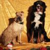 Shapei und Berner Sennenhund im Studio
