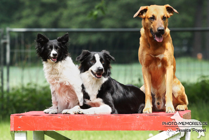 Ein gemischtes Hunde-Trio