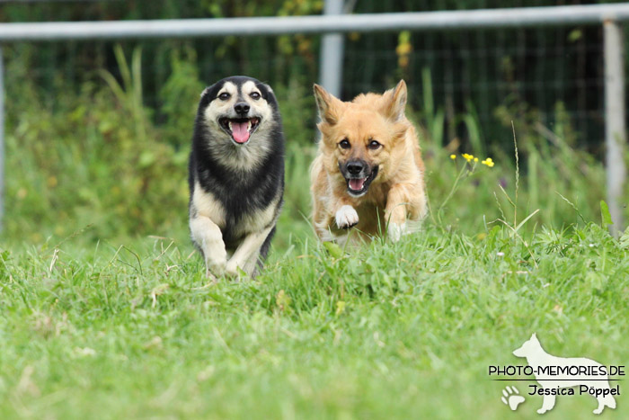 Laufendes Hunde-Duo auf der Wiese