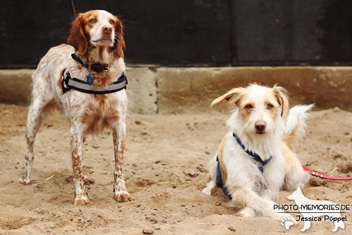 Hunde-Duo im Sand