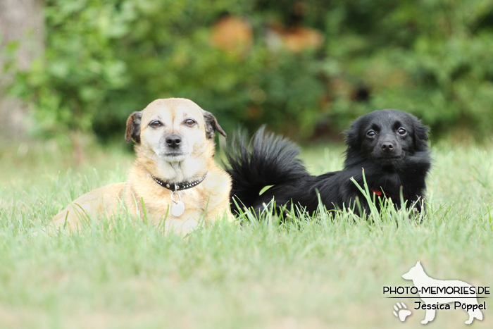 Hunde-Duo im Liegen auf der Wiese