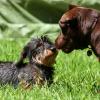 Dackel und Labrador begrüßen sich in der Hundeschule
