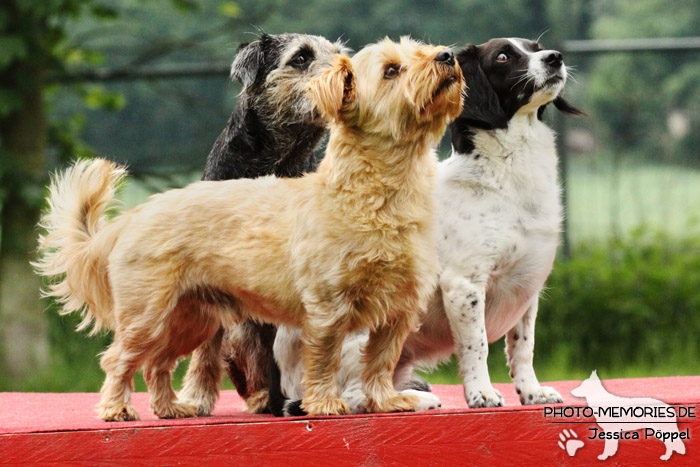 Ein gemischtes Hunde-Trio