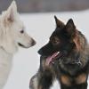 Altdeutscher und Weißer Schweizer Schäferhund im Schnee