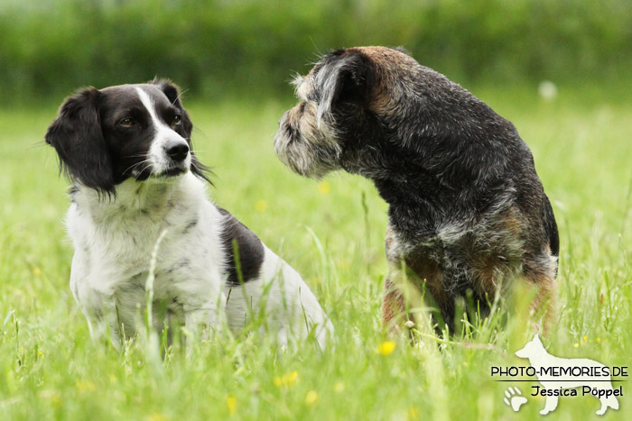 Sitzendes Hunde-Duo