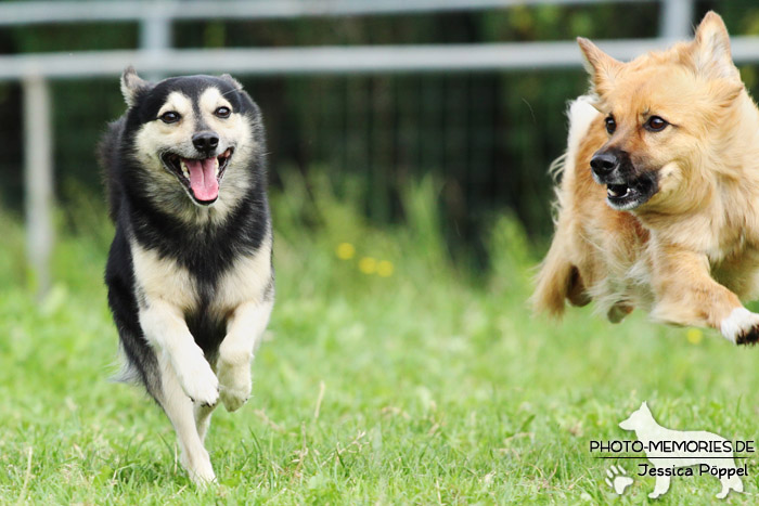 Laufendes Hunde-Duo auf der Wiese