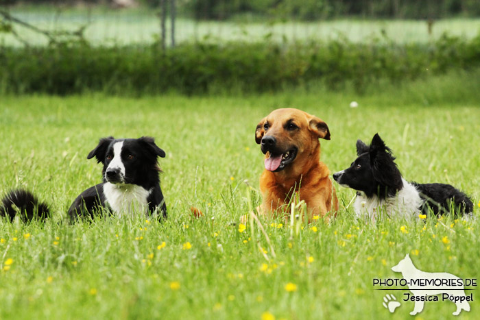 Ein gemischtes Hunde-Trio