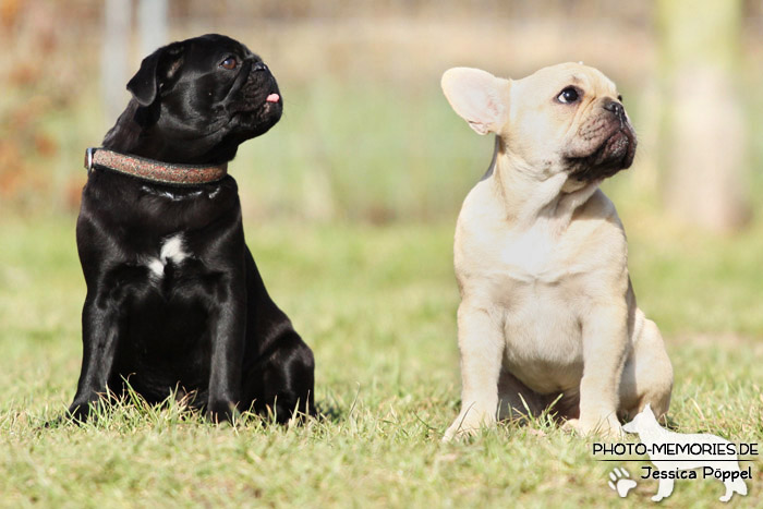 Mops und Französische Bulldogge im Sitzen