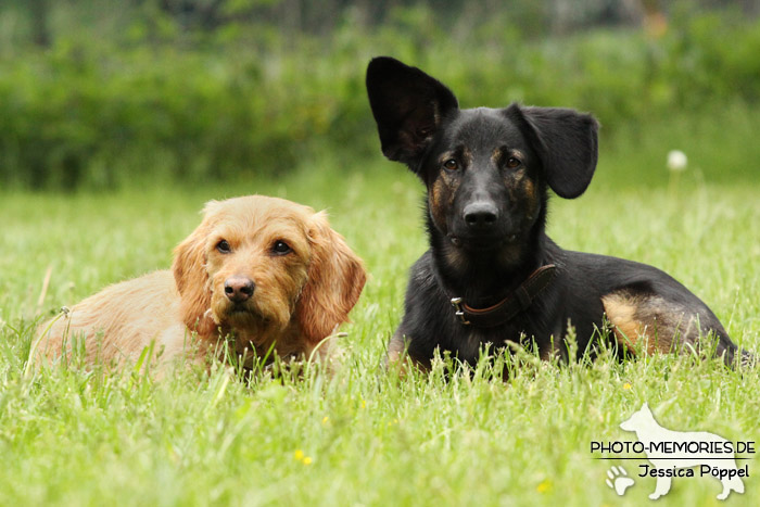 Basset Fauve de Bretagne und Schäferhund-Mix im Liegen