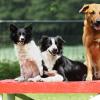 Ein gemischtes Hunde-Trio