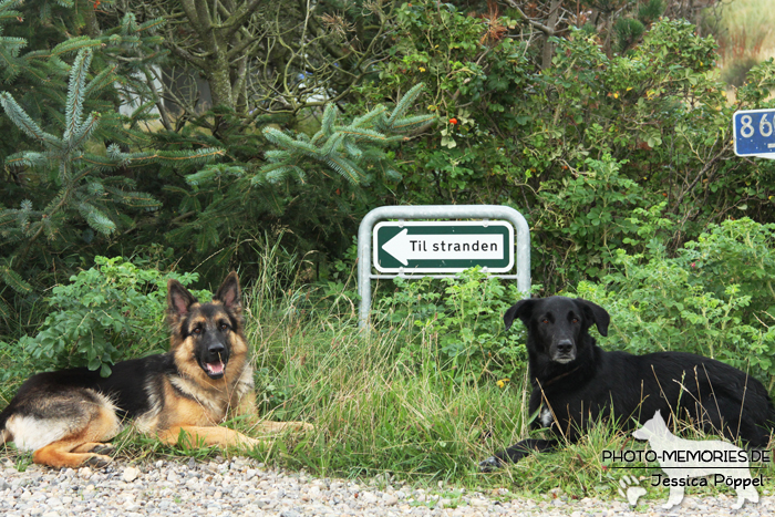 Altdeutsche Schäferhündin und Labrador-Mischlingsrüde