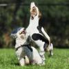 Jack Russell Terrier und Havaneser beim Spielen