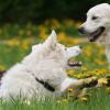 Weißer Schweizer Schäferhund und Golden Retriever beim Spielen
