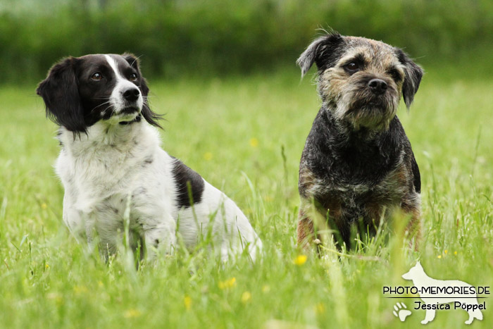 Sitzendes Hunde-Duo