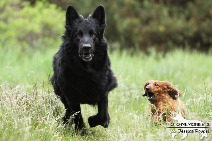 Altdeutscher Schäferhund und Langhaardackel im Laufen