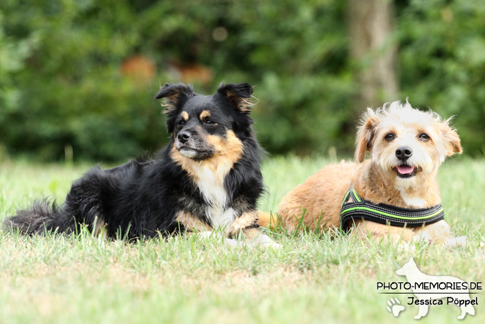 Hunde-Duo im Liegen auf der Wiese