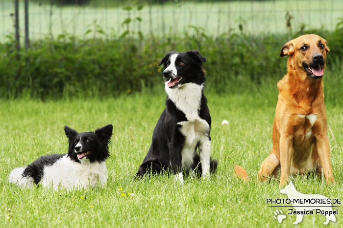 Ein gemischtes Hunde-Trio