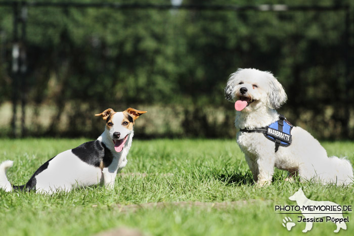 Jack Russell Terrier und Havaneser beim Spielen