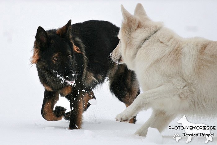 Altdeutscher und Weißer Schweizer Schäferhund im Schnee