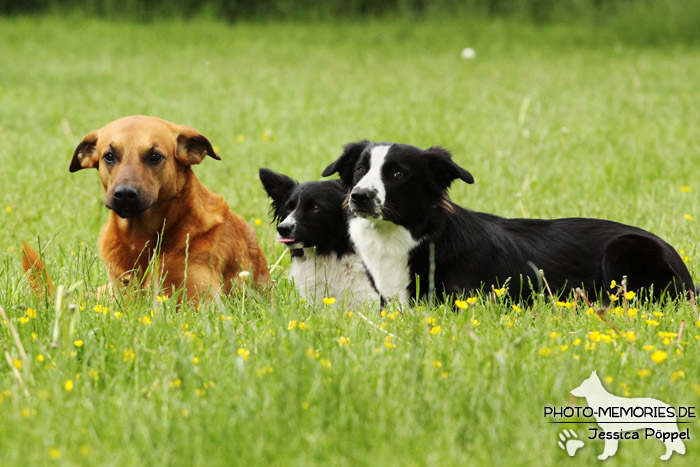 Ein gemischtes Hunde-Trio