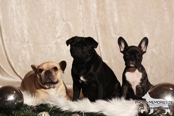 Zwei französische Bulldoggen und ein Mops im Studio