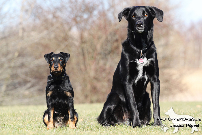 Deutsche Jagdterrierhündin und Labrador-Mischlingsrüde