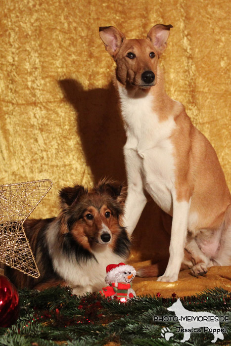 Kurzhaarcollie und Sheltie im Studio