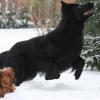Langhaardackel und Altdeutscher Schäferhund im Schnee