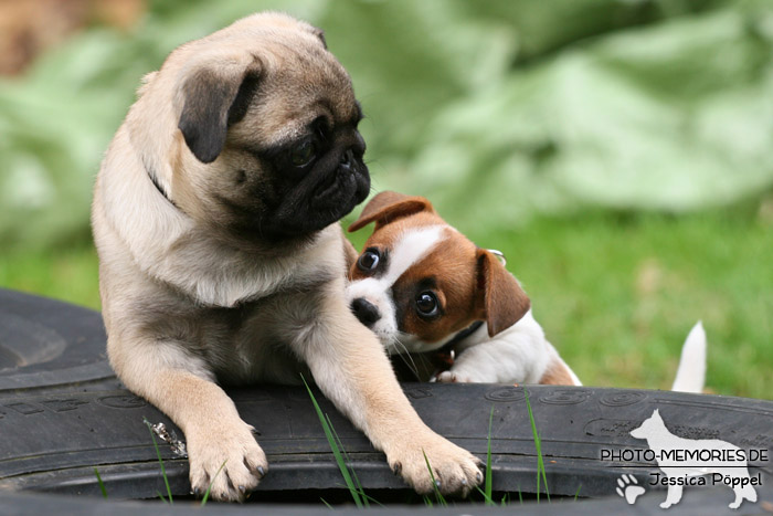 Mops und Jack Russell Terrier beim Spielen