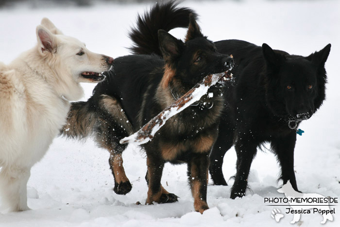 Altdeutscher und Weißer Schweizer Schäferhund im Schnee