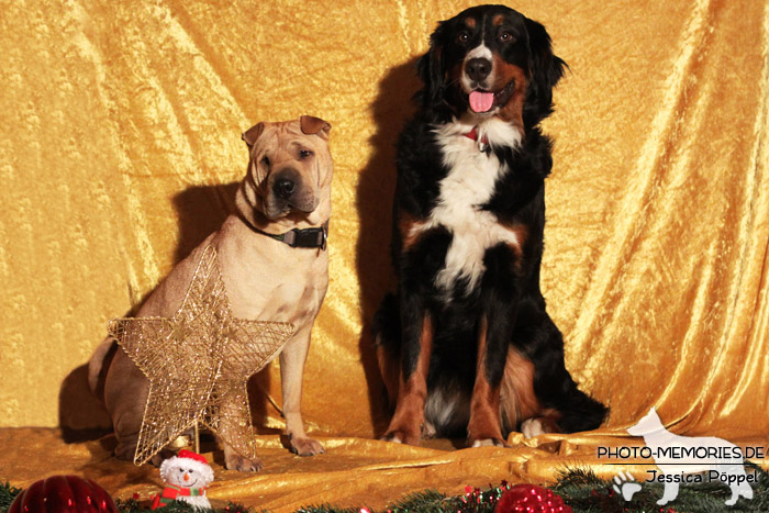 Shapei und Berner Sennenhund im Studio