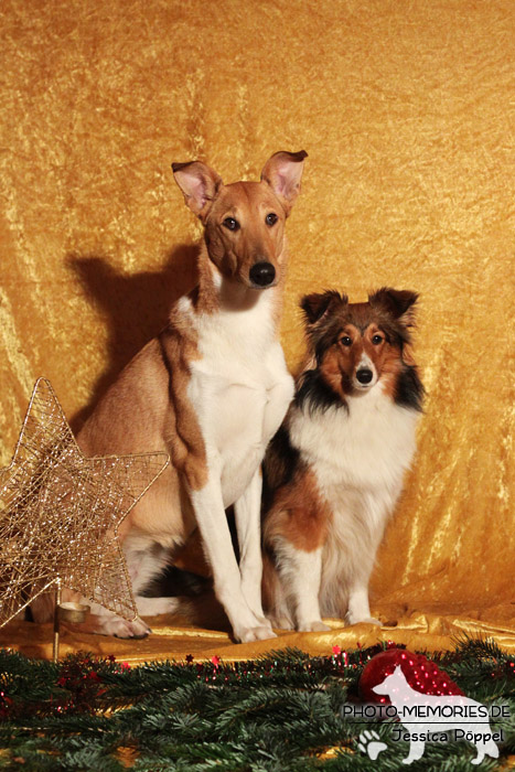 Kurzhaarcollie und Sheltie im Studio