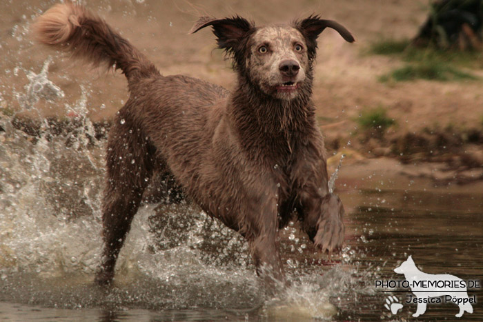 Weimaraner im Wasser