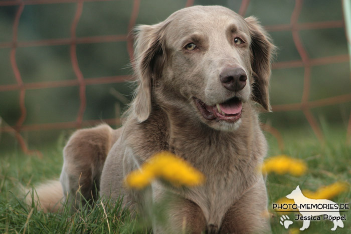 Weimaraner im Liegen