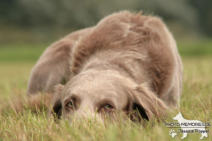 Weimaraner im Liegen