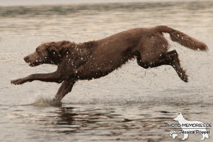 Weimaraner im Wasser