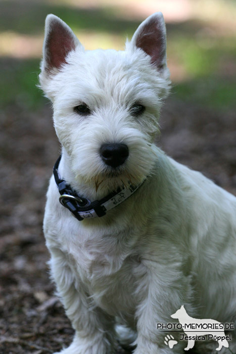 Westie in der Hundeschule